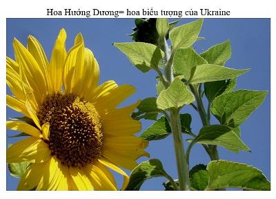 HoaHuongDuong